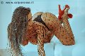 Foto Annunci Alessandra Fogaca Transescort Palermo 3447995574 - 27