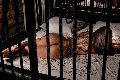 Foto Annunci Bruna Xxl Transescort Pavia 3295914684 - 55
