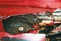 Foto Annunci Fantasia Mistress Padova 3485930348 - 150