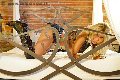 Foto Annunci Monica Kicelly Transescort Parma 3245833097 - 25