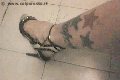 Foto Annunci Suzana Pantera Trans Napoli 3929724965 - 57
